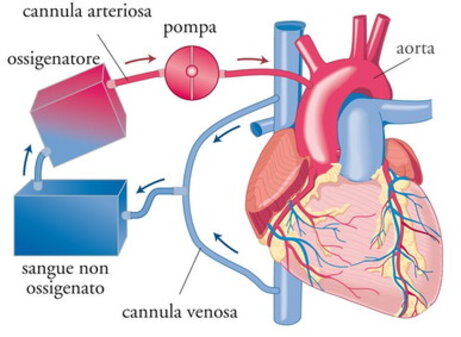 Funzione del cuore e circolazione extracorporea