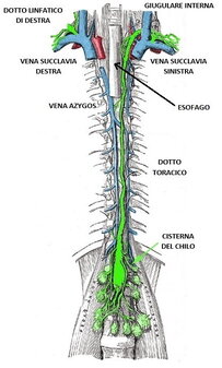 Chilotorace