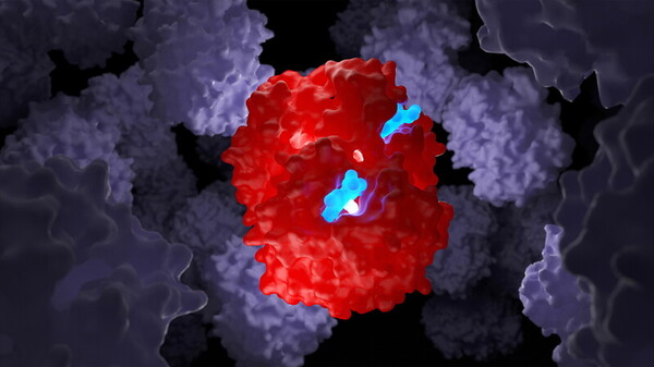 Talassemia svolta terapie geniche primi studi editing genoma